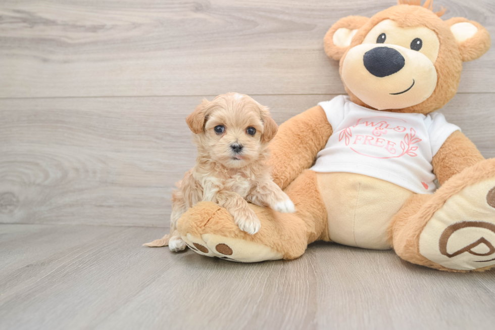 Smart Maltipoo Poodle Mix Pup