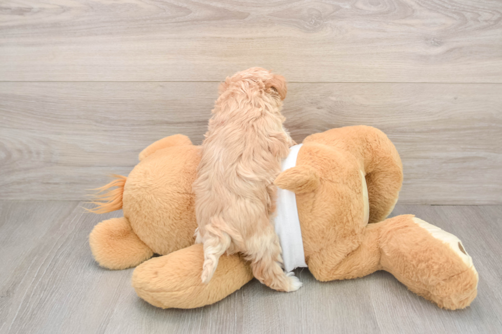 Hypoallergenic Multipoo Poodle Mix Puppy