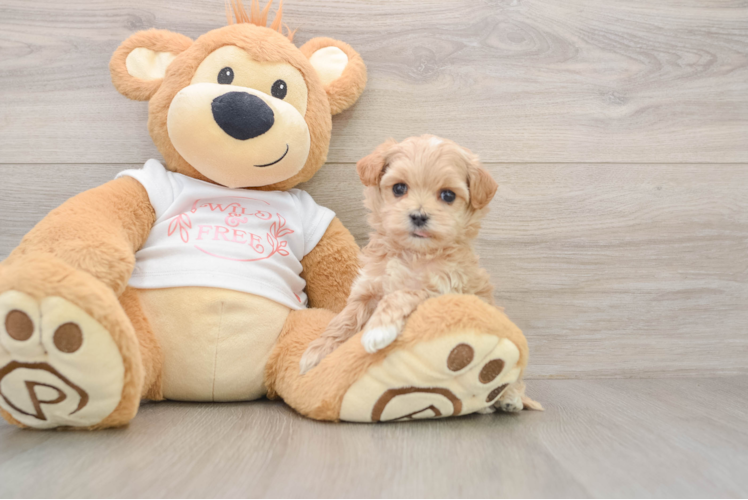 Best Maltipoo Baby