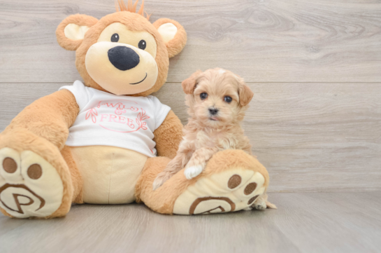 Best Maltipoo Baby