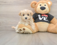 6 week old Maltipoo Puppy For Sale - Premier Pups