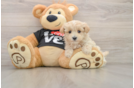 Maltipoo Puppy for Adoption