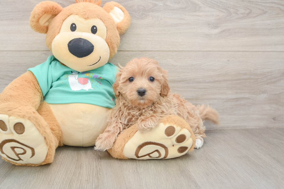 Maltipoo Puppy for Adoption