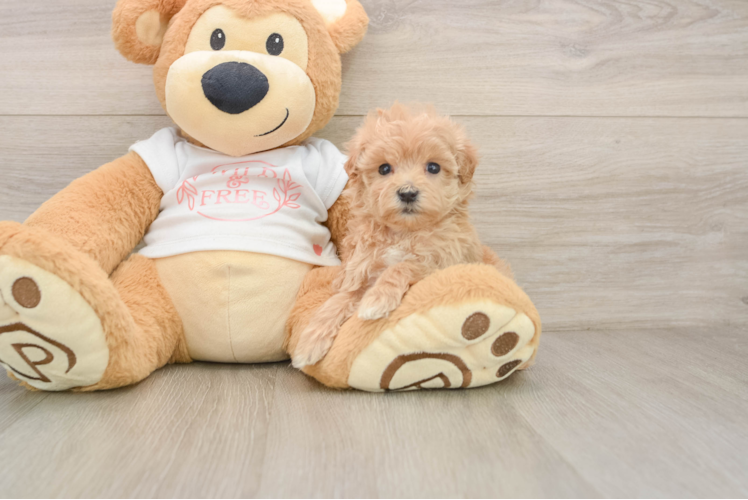 Maltipoo Pup Being Cute