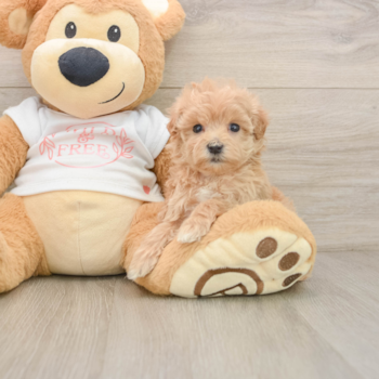 Maltipoo Pup Being Cute