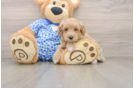 Maltipoo Pup Being Cute