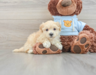 8 week old Maltipoo Puppy For Sale - Premier Pups