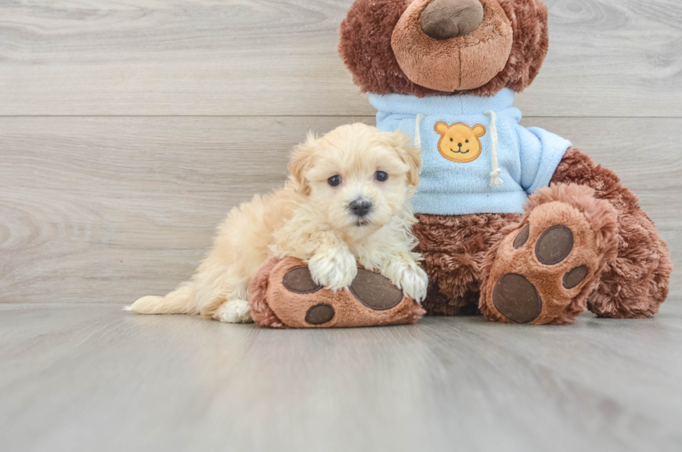 7 week old Maltipoo Puppy For Sale - Premier Pups