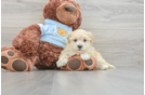 Best Maltipoo Baby