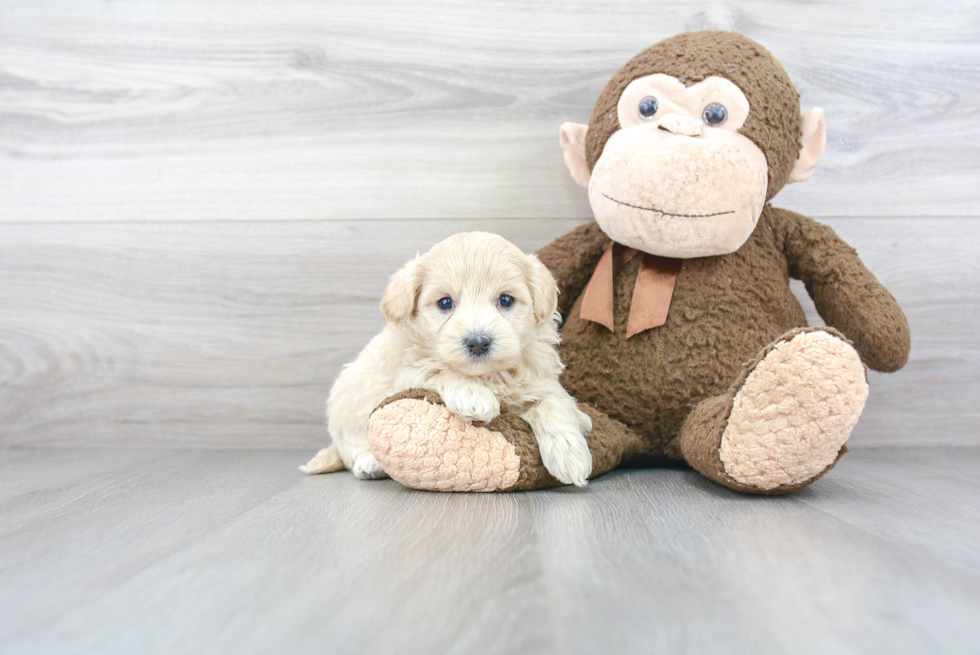 Sweet Maltipoo Baby