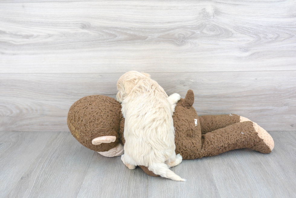 Maltipoo Pup Being Cute