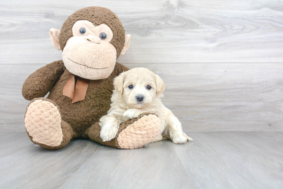 Smart Maltipoo Poodle Mix Pup