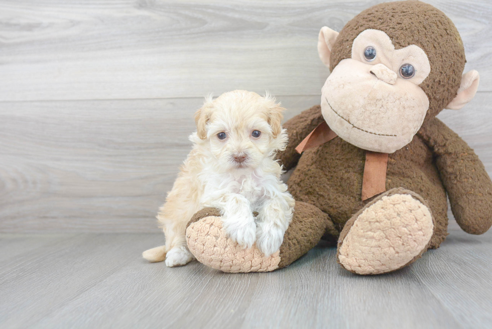 Maltipoo Puppy for Adoption