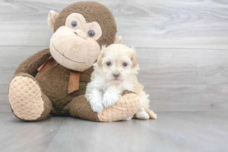 Fluffy Maltipoo Poodle Mix Pup