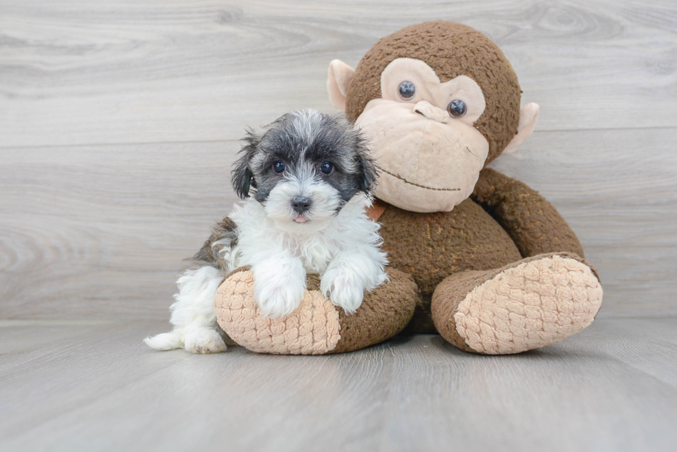 Fluffy Maltipoo Poodle Mix Pup