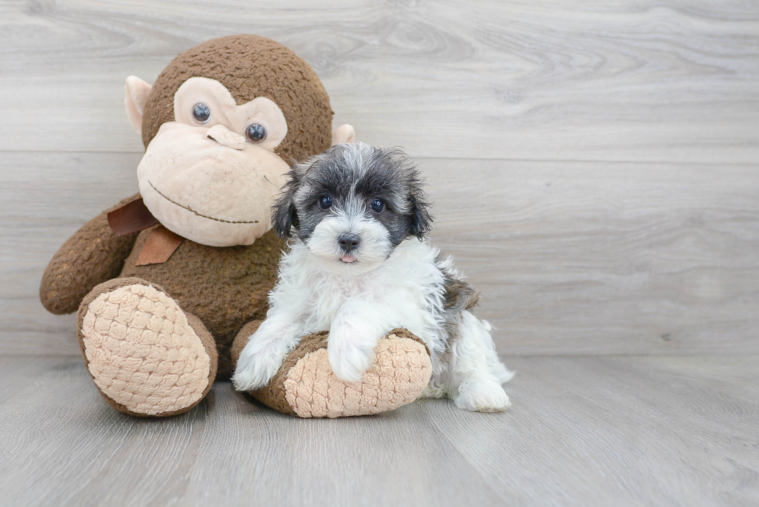 Maltipoo Pup Being Cute