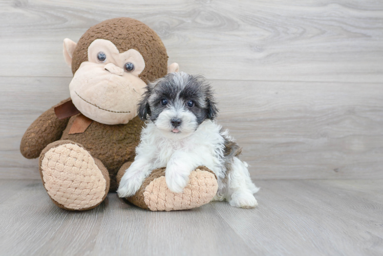 Maltipoo Pup Being Cute