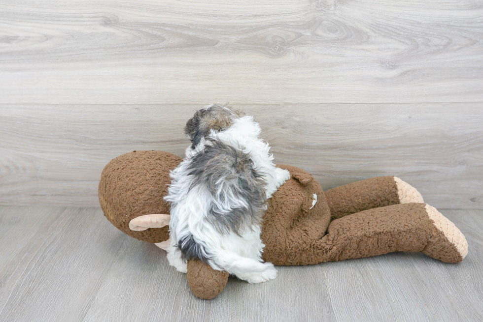 Maltipoo Pup Being Cute