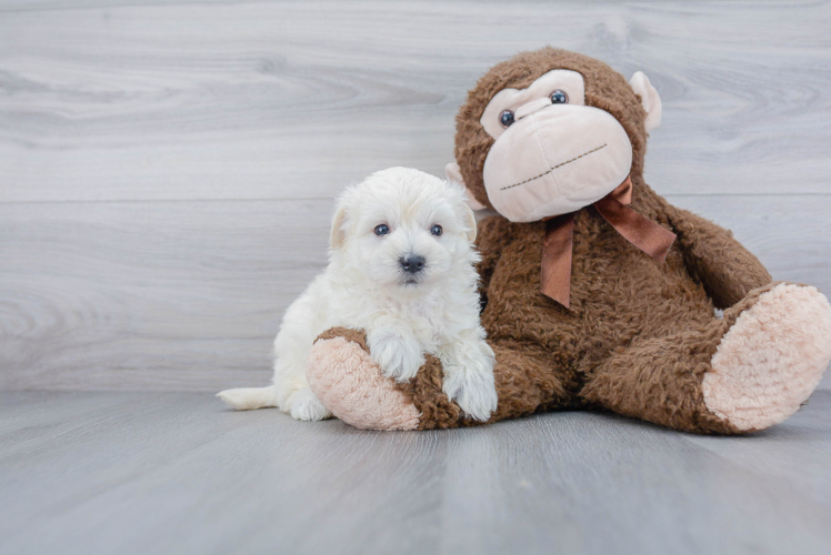 Best Maltipoo Baby