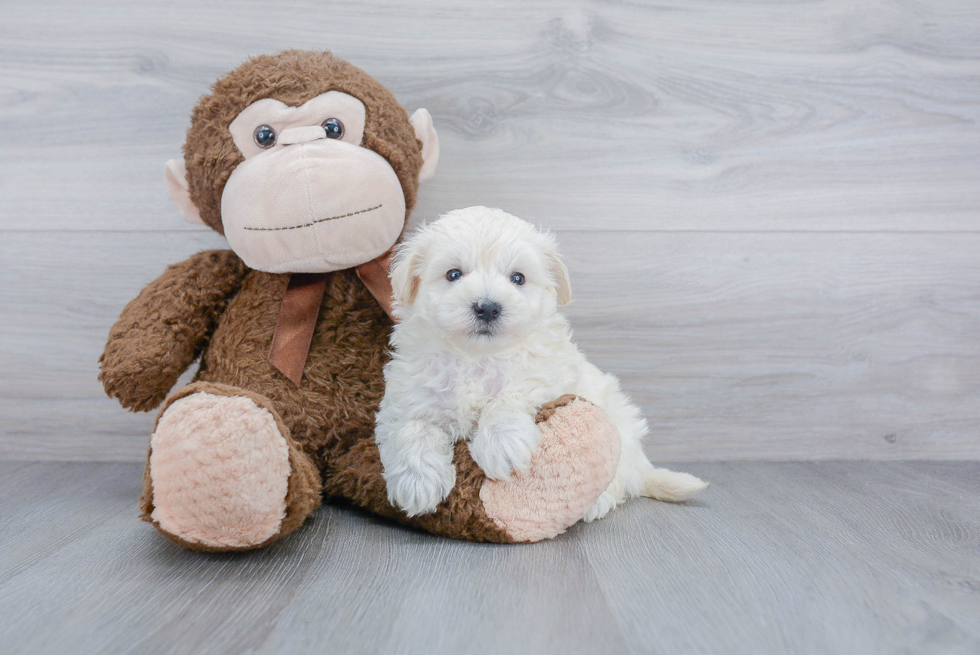 Energetic Maltepoo Poodle Mix Puppy