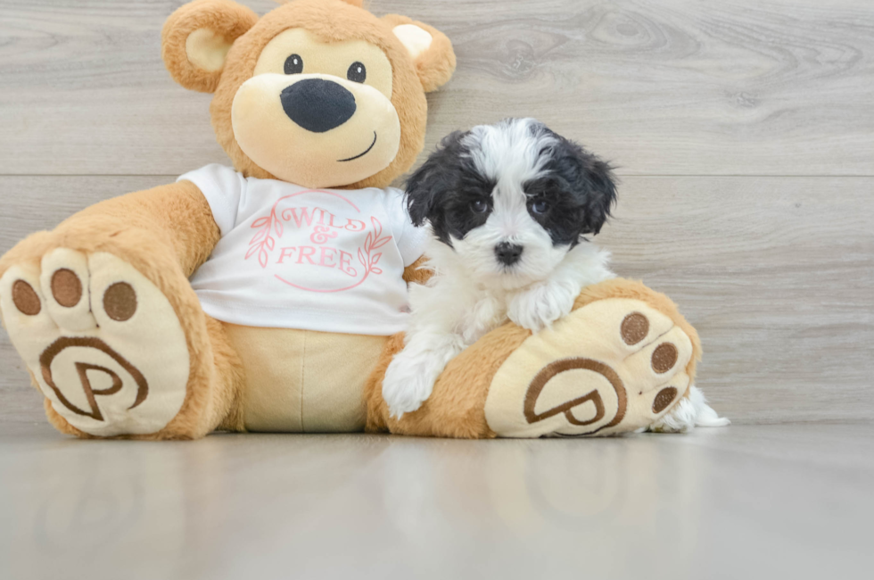 6 week old Maltipoo Puppy For Sale - Premier Pups