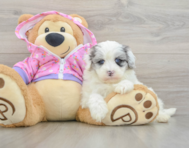 8 week old Maltipoo Puppy For Sale - Premier Pups