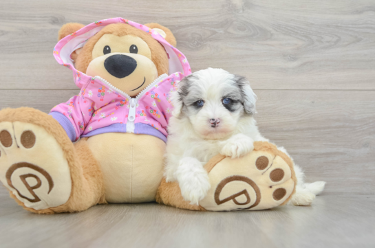 Energetic Multipoo Poodle Mix Puppy