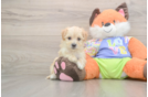 Happy Maltipoo Baby