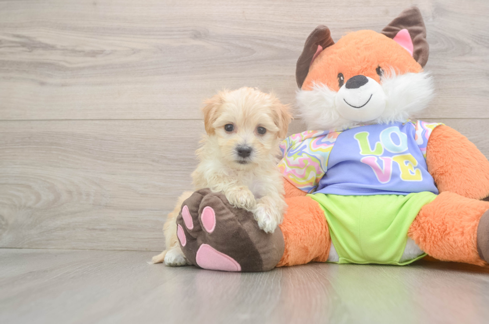 5 week old Maltipoo Puppy For Sale - Premier Pups