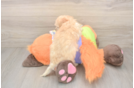 Maltipoo Puppy for Adoption