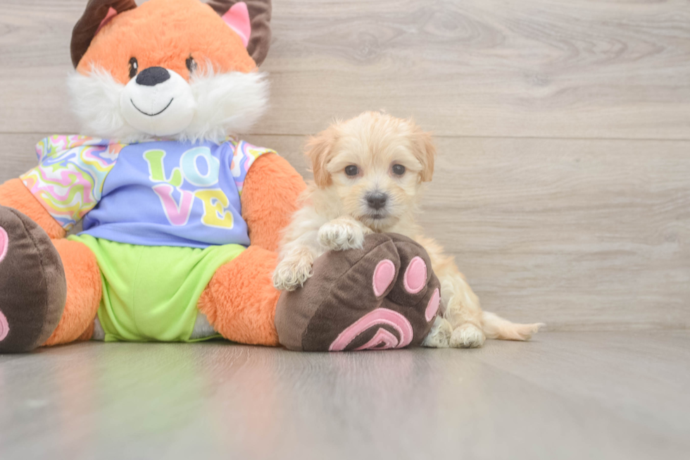 Maltipoo Pup Being Cute
