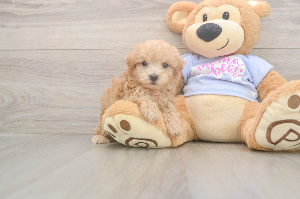 5 week old Maltipoo Puppy For Sale - Premier Pups