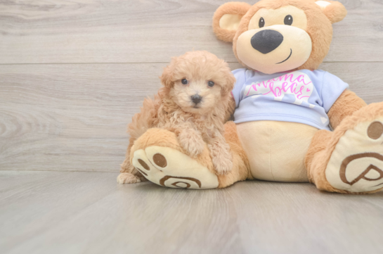 Maltipoo Pup Being Cute