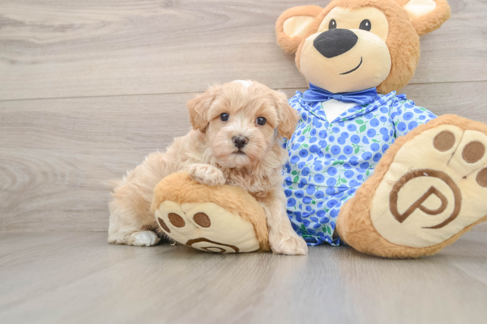 Maltipoo Puppy for Adoption