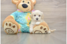 Smart Maltipoo Poodle Mix Pup