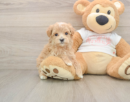 7 week old Maltipoo Puppy For Sale - Premier Pups
