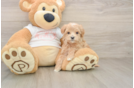 Friendly Maltipoo Baby