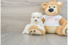 Playful Maltepoo Poodle Mix Puppy