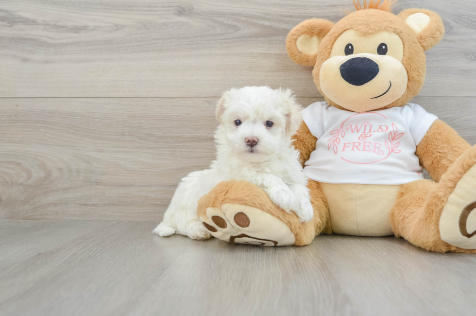 6 week old Maltipoo Puppy For Sale - Premier Pups