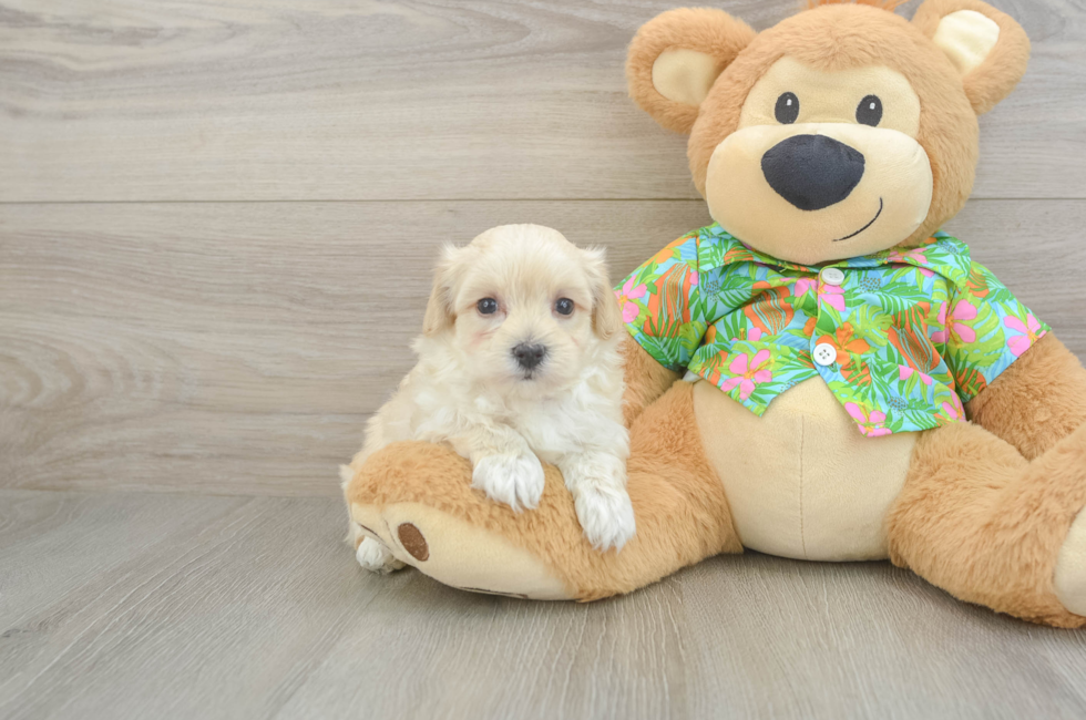 6 week old Maltipoo Puppy For Sale - Premier Pups