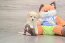 Best Maltipoo Baby