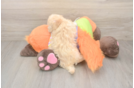 Maltipoo Puppy for Adoption