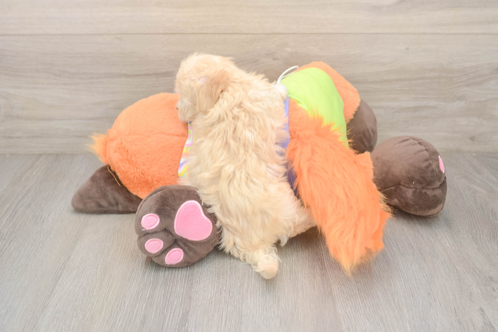 Maltipoo Puppy for Adoption