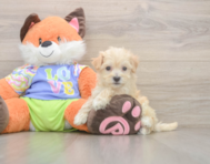 8 week old Maltipoo Puppy For Sale - Premier Pups