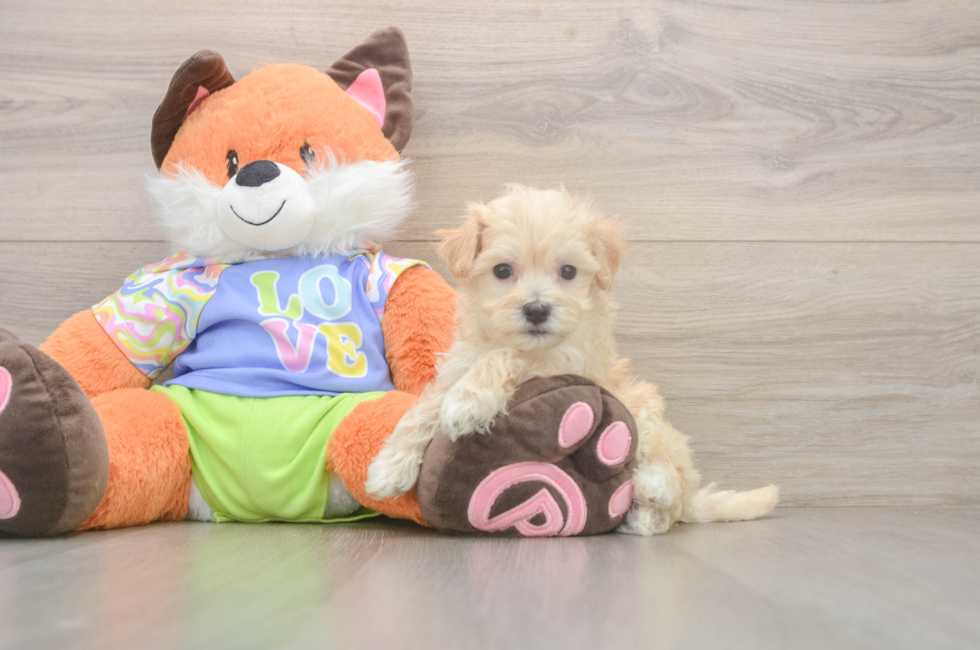 5 week old Maltipoo Puppy For Sale - Premier Pups