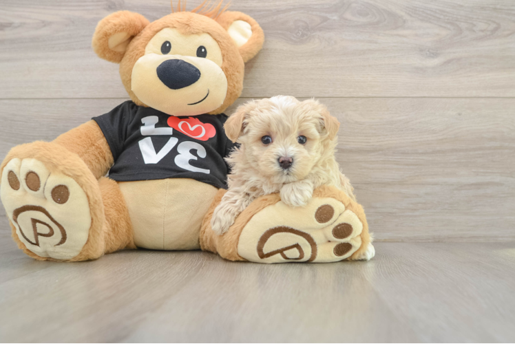 Maltipoo Pup Being Cute