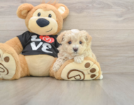 7 week old Maltipoo Puppy For Sale - Premier Pups