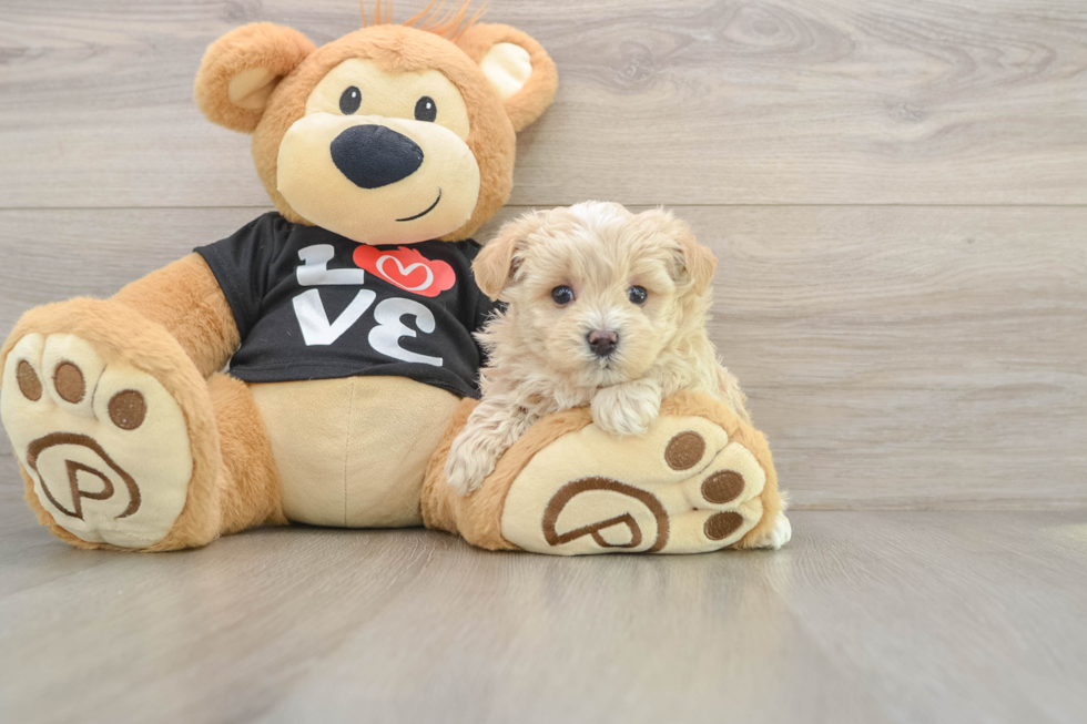 Maltipoo Pup Being Cute