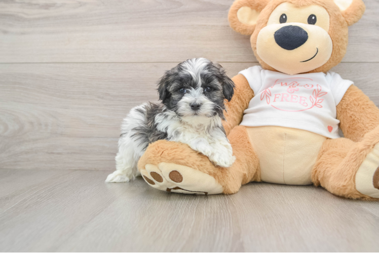 Maltipoo Puppy for Adoption