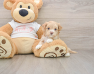 6 week old Maltipoo Puppy For Sale - Premier Pups